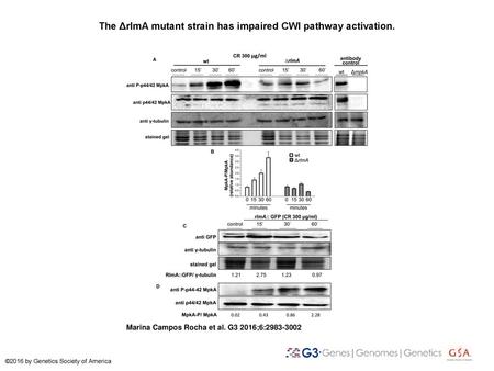 The ΔrlmA mutant strain has impaired CWI pathway activation.