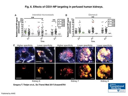 Fig. 6. Effects of CD31-NP targeting in perfused human kidneys.