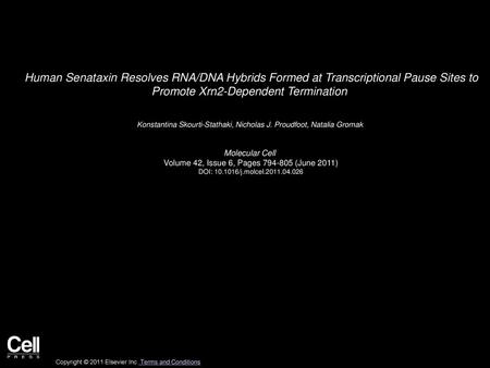 Human Senataxin Resolves RNA/DNA Hybrids Formed at Transcriptional Pause Sites to Promote Xrn2-Dependent Termination  Konstantina Skourti-Stathaki, Nicholas J.
