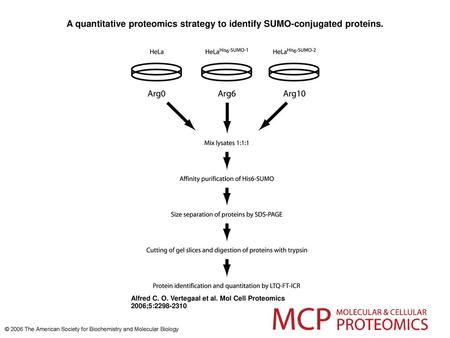 A quantitative proteomics strategy to identify SUMO-conjugated proteins. A quantitative proteomics strategy to identify SUMO-conjugated proteins. HeLa.