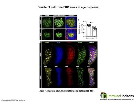 Smaller T cell zone FRC areas in aged spleens.