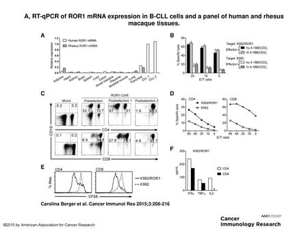 A, RT-qPCR of ROR1 mRNA expression in B-CLL cells and a panel of human and rhesus macaque tissues. A, RT-qPCR of ROR1 mRNA expression in B-CLL cells and.