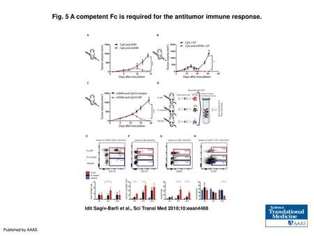 Fig. 5 A competent Fc is required for the antitumor immune response.