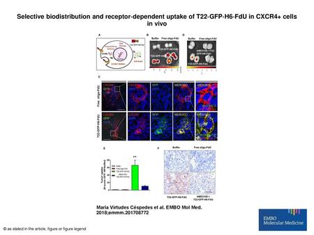 Selective biodistribution and receptor‐dependent uptake of T22‐GFP‐H6‐FdU in CXCR4+ cells in vivo Selective biodistribution and receptor‐dependent uptake.