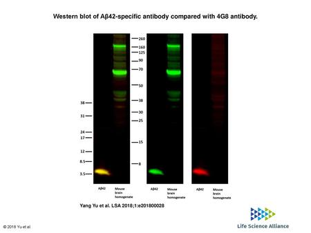 Western blot of Aβ42-specific antibody compared with 4G8 antibody.