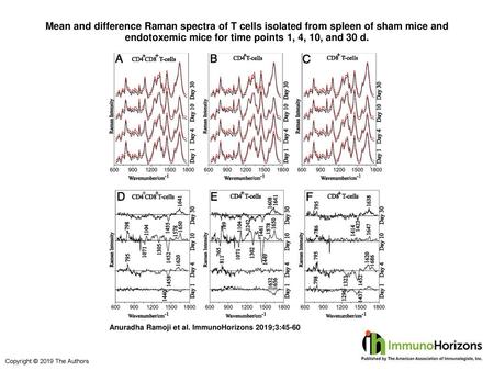 Mean and difference Raman spectra of T cells isolated from spleen of sham mice and endotoxemic mice for time points 1, 4, 10, and 30 d. Mean and difference.