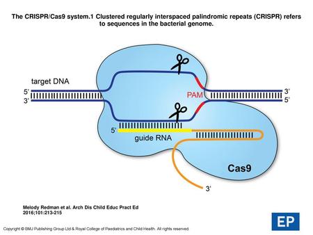 The CRISPR/Cas9 system.1 Clustered regularly interspaced palindromic repeats (CRISPR) refers to sequences in the bacterial genome. The CRISPR/Cas9 system.1.
