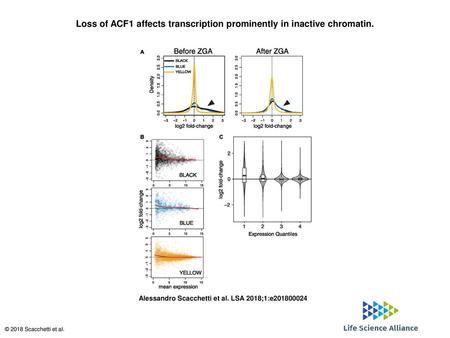 Loss of ACF1 affects transcription prominently in inactive chromatin.