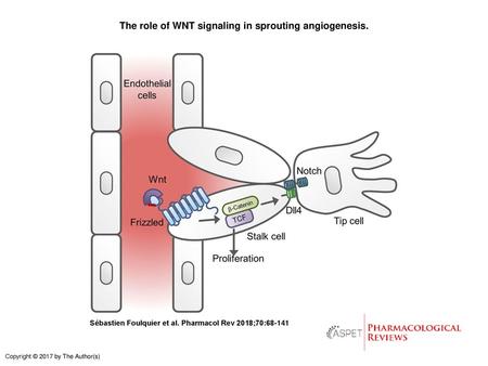 The role of WNT signaling in sprouting angiogenesis.