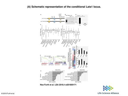 (A) Schematic representation of the conditional Lats1 locus.