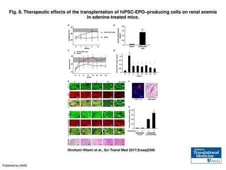 Fig. 8. Therapeutic effects of the transplantation of hiPSC-EPO–producing cells on renal anemia in adenine-treated mice. Therapeutic effects of the transplantation.