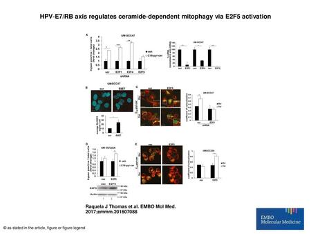 HPV‐E7/RB axis regulates ceramide‐dependent mitophagy via E2F5 activation HPV‐E7/RB axis regulates ceramide‐dependent mitophagy via E2F5 activation AUM‐SCC‐47.