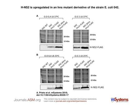 H-NS2 is upregulated in an hns mutant derivative of the strain E