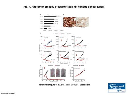Fig. 4. Antitumor efficacy of ERY974 against various cancer types.