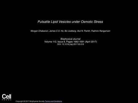 Pulsatile Lipid Vesicles under Osmotic Stress