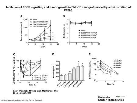 Inhibition of FGFR signaling and tumor growth in SNU-16 xenograft model by administration of E7090. Inhibition of FGFR signaling and tumor growth in SNU-16.