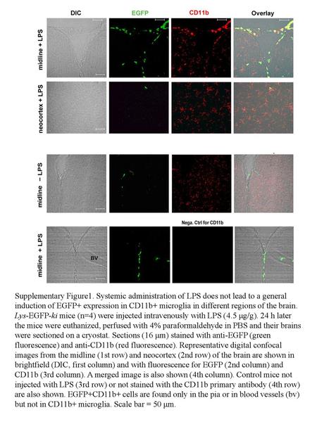 Supplementary Figure1. Systemic administration of LPS does not lead to a general induction of EGFP+ expression in CD11b+ microglia in different regions.