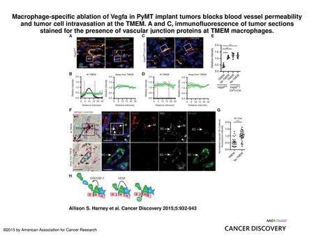 Macrophage-specific ablation of Vegfa in PyMT implant tumors blocks blood vessel permeability and tumor cell intravasation at the TMEM. A and C, immunofluorescence.