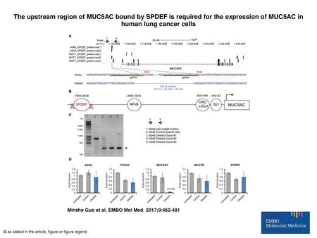 The upstream region of MUC5AC bound by SPDEF is required for the expression of MUC5AC in human lung cancer cells The upstream region of MUC5AC bound by.