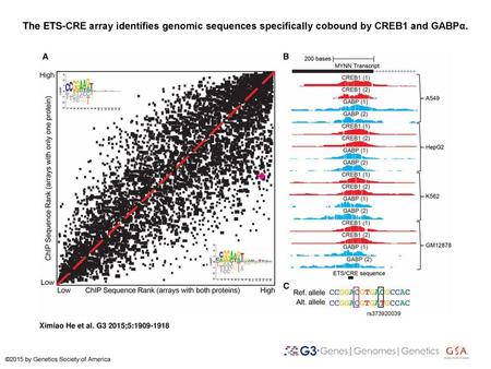 The ETS-CRE array identifies genomic sequences specifically cobound by CREB1 and GABPα. The ETS-CRE array identifies genomic sequences specifically cobound.