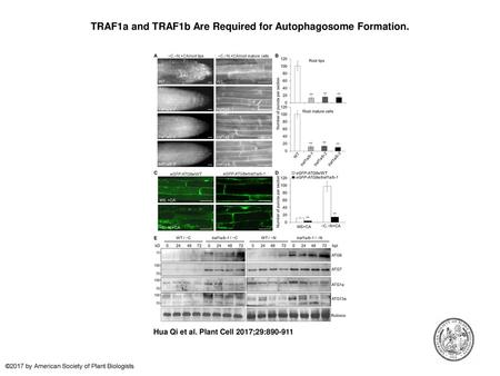 TRAF1a and TRAF1b Are Required for Autophagosome Formation.