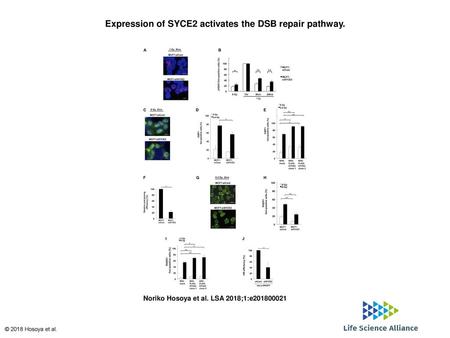 Expression of SYCE2 activates the DSB repair pathway.