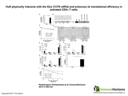 HuR physically interacts with the Il2ra 3′UTR mRNA and enhances its translational efficiency in activated CD4+ T cells. HuR physically interacts with the.