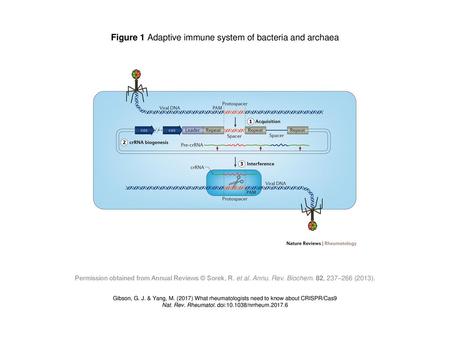Figure 1 Adaptive immune system of bacteria and archaea