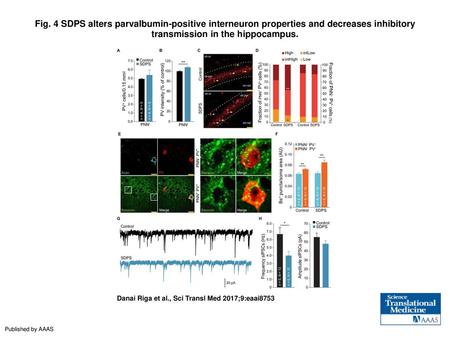 Fig. 4 SDPS alters parvalbumin-positive interneuron properties and decreases inhibitory transmission in the hippocampus. SDPS alters parvalbumin-positive.