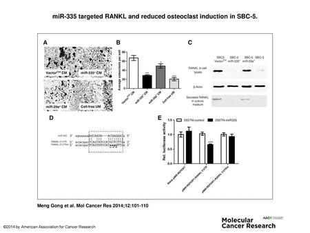 miR-335 targeted RANKL and reduced osteoclast induction in SBC-5.