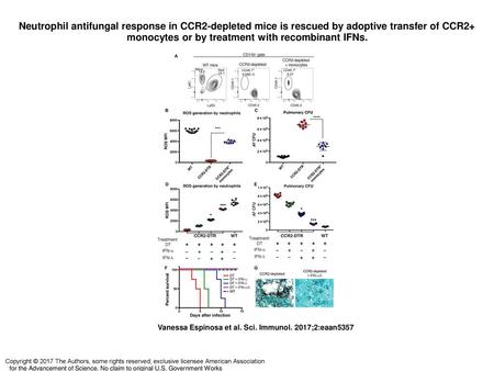 Neutrophil antifungal response in CCR2-depleted mice is rescued by adoptive transfer of CCR2+ monocytes or by treatment with recombinant IFNs. Neutrophil.