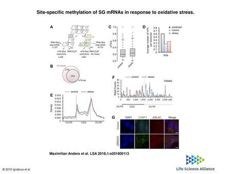 Site-specific methylation of SG mRNAs in response to oxidative stress.