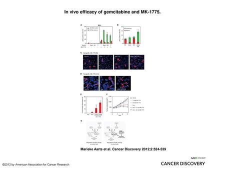 In vivo efficacy of gemcitabine and MK-1775.