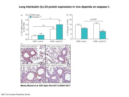 Lung interleukin (IL)-33 protein expression in vivo depends on caspase-1. Lung interleukin (IL)-33 protein expression in vivo depends on caspase-1. Mice.