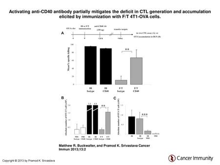 Activating anti-CD40 antibody partially mitigates the deficit in CTL generation and accumulation elicited by immunization with F/T 4T1-OVA cells. Activating.