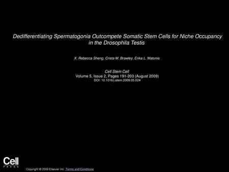 Dedifferentiating Spermatogonia Outcompete Somatic Stem Cells for Niche Occupancy in the Drosophila Testis  X. Rebecca Sheng, Crista M. Brawley, Erika.