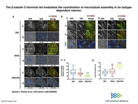 The β-tubulin C-terminal tail modulates the coordination of microtubule assembly in an isotype-dependent manner. The β-tubulin C-terminal tail modulates.
