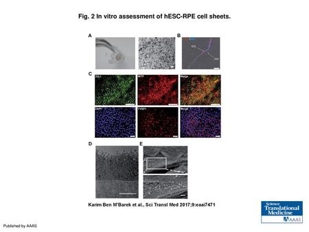 Fig. 2 In vitro assessment of hESC-RPE cell sheets.