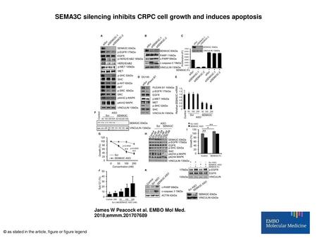 SEMA3C silencing inhibits CRPC cell growth and induces apoptosis