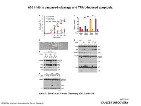 A20 inhibits caspase-8 cleavage and TRAIL-induced apoptosis.