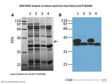 SDS-PAGE analysis of mature seed from lines Patriot and PI