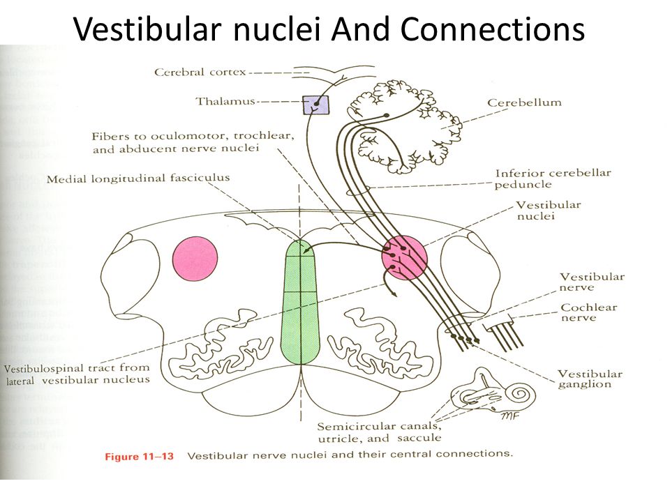 download on the natural faculties