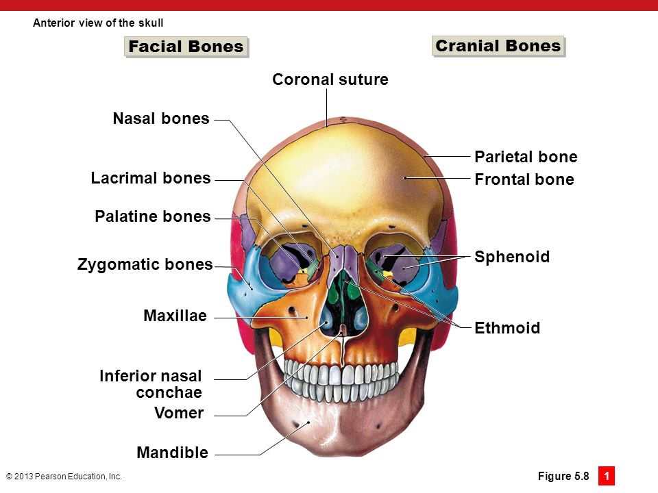 The Facial Bones 33