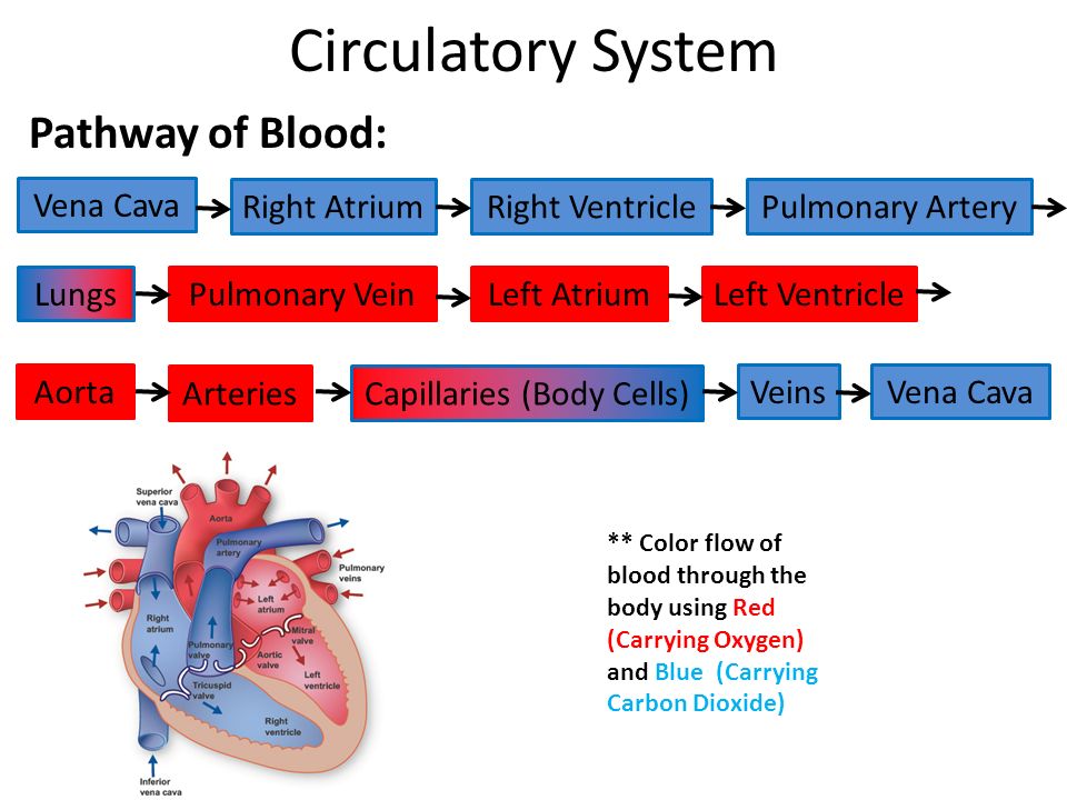 the respiratory a flow of system chart ppt Body.  video download  online The Human