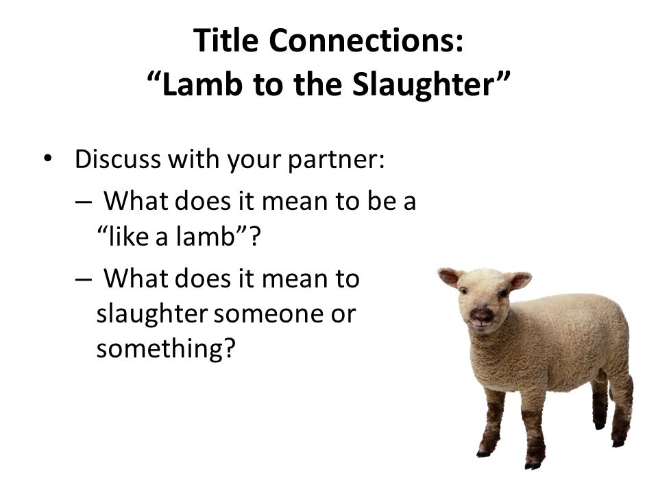 lamb to the slaughter video