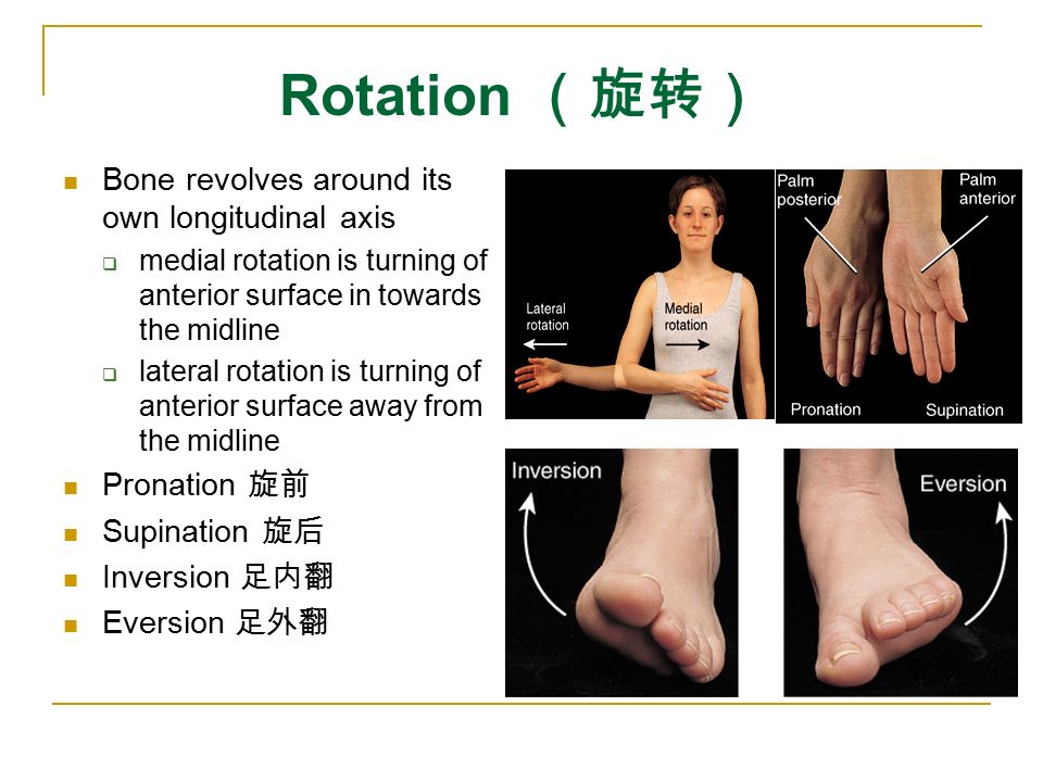 rotation (旋转) bone revolves around its own longitudinal axis