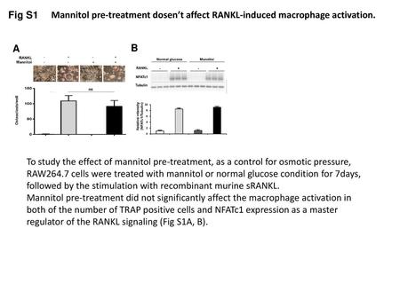 Fig S1 Mannitol pre-treatment dosen’t affect RANKL-induced macrophage activation. A B To study the effect of mannitol pre-treatment, as a control for osmotic.