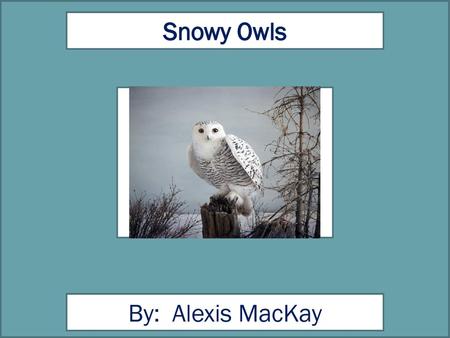 Snowy Owls By: Alexis MacKay