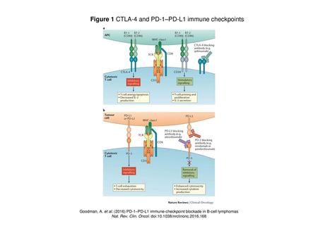 Figure 1 CTLA-4 and PD-1–PD-L1 immune checkpoints