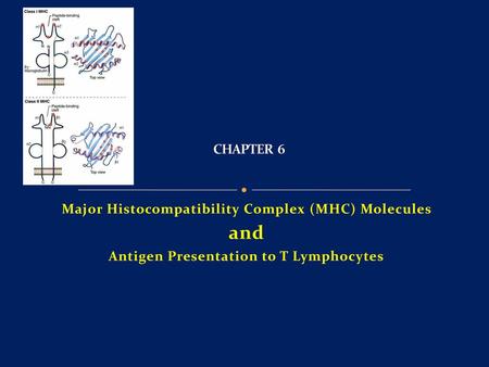 and CHAPTER 6 Major Histocompatibility Complex (MHC) Molecules